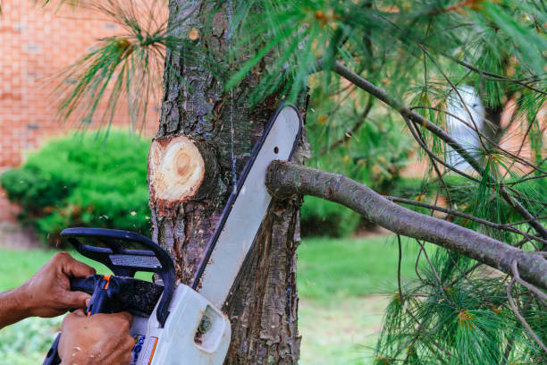 The Steps Involved in Our Tree Care Process in Cane Savannah, SC